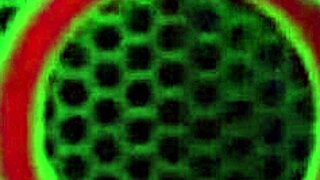 Hei, mau lihat cougar jahat Vicky Vette nyedot kontol pacarnya di webcam?