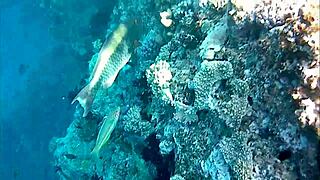 顽皮熟女Mariaold用巨大天然大奶挑逗