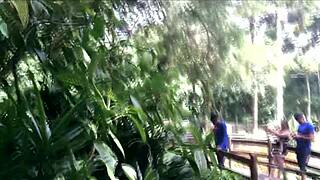 Anal Copulation In The Public Park