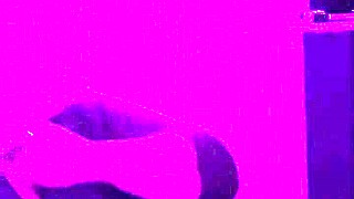 wife gives naughty blowjob