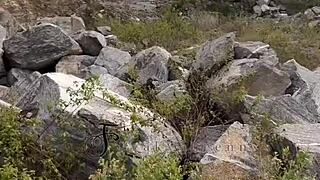 Ever Fucked a Pornstar Outdoors in the Bush Like This?