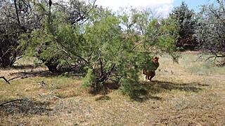 Shy Aboriginal Milf Dances Outdoors In Cosplay Costumes