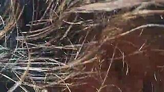 I performed an amateur blowjob and doggy style fuck, cumming in her mouth in the bush.