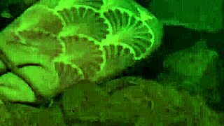 Fisherman Episode Five