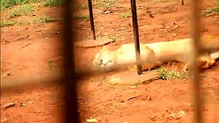 Tourist fucks blonde milf in public park during african cup of nations in yaoundé with rough pov action