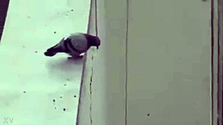 Mexicana gorda se coje a jovenes virgenes por un mal entendido em cena com clothes ripped e mexican style no tucamomos v.