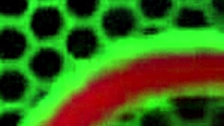 What if Dsnoop's BBC battles three curvy milfs' wet pussies in foursome frenzy