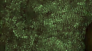 Big bootied mom waits panty-less for doggystyle creampie