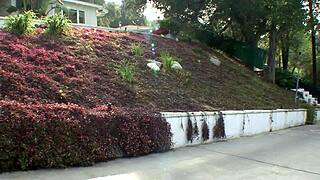 slutty cougar mommy hunts young cock in lingerie glasses