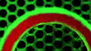 niykee cruz rome major poolside petite brunette romance