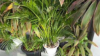 unfaithful wife sucks staff dick cheats all positions mouth cum