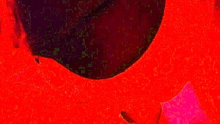 blindfolded wife extreme closeup blowjob swallows mouthful cum homemade