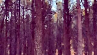 latina bitch gets fucked deep in forest by horny guy - lilosgirl