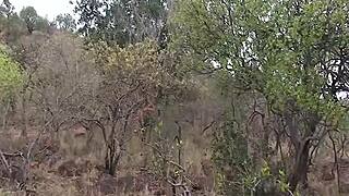 african babe, wanna backseat deepthroat that shy ebony monster cock?