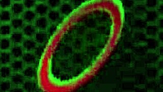 ג'נה פוקס וסופיה גרייס מתנשקות בפעולה לסבית לוהטת