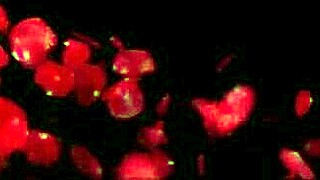 Dogging stesøster suger stedfars enorme kuk på offentlig parkeringsplass etter jobb!